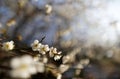 Close-up view of white plum blossoms on a beautiful sunny day with vibrant spring ambiance Royalty Free Stock Photo