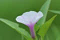 Close Up View White Purple Flower Blooming Kangkung Or Ipomoea Aquatica Or Water Spinach Plant Royalty Free Stock Photo