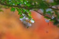 Close up view of White Rosa Laevigata and Green Leaves in Kyoto