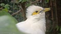 Close up view of white starling in nature