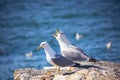 Close up view of white three seagulls sitting on a beach Royalty Free Stock Photo