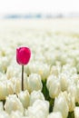 Close-up view of white tulips with pink one Royalty Free Stock Photo