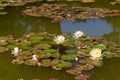 Close up view of a white and yellow water lilies in still water