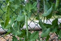 Close-Up of Green Snow Pea Pods on the Vine