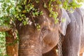 close up view of wild elephant standing under tree twigs, Asia, sri