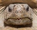 Close up view of wild Florida gopher tortoise face - Gopherus polyphemus