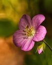 Close-up View of a Wild Geranium