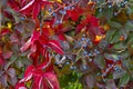 Close up view of wild grape in autumn time. Red and green leaf and dark blue berries Royalty Free Stock Photo