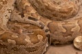 A close-up view of a wild Indian Rock Python Python sebae