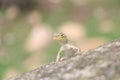 A close up view of a wild lizard Royalty Free Stock Photo