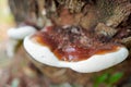 Close-up view of a mushroom growing on a tree trunk. Royalty Free Stock Photo