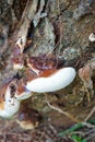 Close-up view of a mushroom growing on a tree trunk. Royalty Free Stock Photo