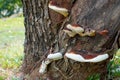 Close-up view of a mushroom growing on a tree trunk. Royalty Free Stock Photo