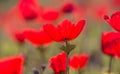 A spring bloom of Wild Red Anemones in a meadow. Royalty Free Stock Photo
