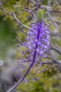 Close up view of wild Scilla hyacinthoides flowers, a geophyte native to the Middle East, in full bloom with bluish-purple floweri