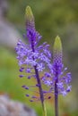 Close up view of wild Scilla hyacinthoides flowers, a geophyte native to the Middle East, in full bloom with bluish-purple floweri