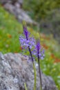 Close up view of wild Scilla hyacinthoides flowers, a geophyte native to the Middle East, in full bloom with bluish-purple floweri