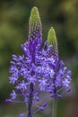 Close up view of wild Scilla hyacinthoides flowers, a geophyte native to the Middle East, in full bloom with bluish-purple floweri