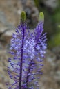 Close up view of wild Scilla hyacinthoides flowers, a geophyte native to the Middle East, in full bloom with bluish-purple floweri