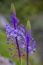 Close up view of wild Scilla hyacinthoides flowers, a geophyte native to the Middle East, in full bloom with bluish-purple floweri