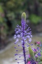 Close up view of wild Scilla hyacinthoides flowers, a geophyte native to the Middle East, in full bloom