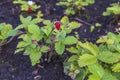 Close up view of wild strawberry bush isolated. Red berries and green leaves Royalty Free Stock Photo