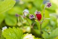 Close up view of wild strawberry bush isolated. Red berries and green leaves. Royalty Free Stock Photo