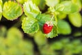 Close up view of wild strawberry bush isolated. Red berries and green leaves. Royalty Free Stock Photo