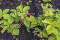 Close up view of wild strawberry bush isolated. Red berries and green leaves Royalty Free Stock Photo