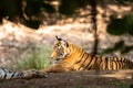 Close up view of wild tiger sitting under shade of tree during hot summer morning safari at ranthambore national park Royalty Free Stock Photo