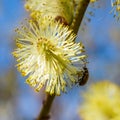Close-up view of willow bud in spring.Branches Of A Willow  Close-up of a beetle crawling on willow buds in spring.  Tree, clear. Royalty Free Stock Photo