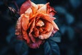 A close up view of a wilting rose Royalty Free Stock Photo