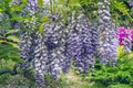 Close up view of wisteria