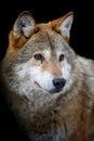 Close up view Wolf portrait. Wild animal on a black background