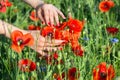 Red poppy flower field with woman hands Royalty Free Stock Photo