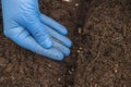 Close up view of woman hands planting seeds vegetable. Gardening concept.