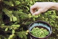 Close up view of woman person hand picking fresh young spruce tree Picea abies shoots for food outdoors in spring.