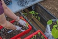 Close-up view of woman's hands taking out tomato plant for planting out to garden bed in greenhouse. Royalty Free Stock Photo