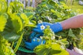 Close up view of woman`s hands trimming strawberry mustache in garden bed. Royalty Free Stock Photo