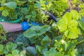 Close up view of woman`s hands trimming strawberry mustache in garden bed. Royalty Free Stock Photo