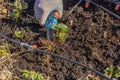 Close up view of woman\'s hands trimming strawberry strawberry mustache in garden bed on spring sunny day. Royalty Free Stock Photo