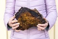 Close up view of woman showing and holding fresh large over 20 years old and 3 kg big wild natural organic Chaga mushroom
