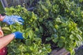 Close up view of woman trimming strawberry mustache in garden bed. Royalty Free Stock Photo