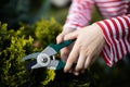 Close-up view of a woman& x27;s hand pruning a thuja tree branch with a secateurs.