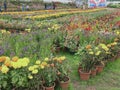 Lots of beautiful marigold flowers in the garden ooty india