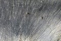 Close up view of wood core. Sawn mature tree section with cracks and rings that tell it\'s age.