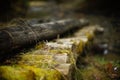 Close up view of Wooden mossy Log Bridge