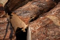 Close-up view of the woodpile, an embodiment of nature\'s resourcefulness