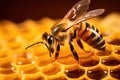Close up view of the working bee on honeycells. Macro photography of bee on honeycells, Macro shot of a bee on honeycombs. Macro Royalty Free Stock Photo