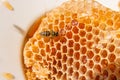 Close up view of the working bee on the honeycomb with sweet hon